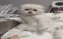 Scottish Fold cats for sale: Scottish Fold Kittens. Vaccinated, Last one left! - Image 4