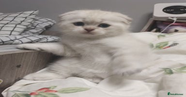 Scottish Fold cats - Advert 14