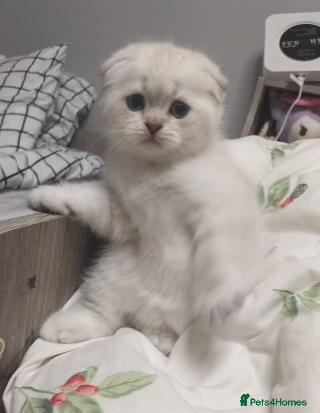 Scottish Fold cats for sale: Scottish Fold Kittens. Vaccinated, Last one left! - Image 4