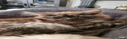 Maine Coon cats for sale: 3xmale 1 x Female maine coon kittens - Advert 10