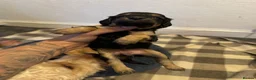 Cockapoo dogs for sale: Stunning F2 cockapoos in Whitehaven - Advert 15