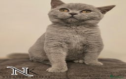 British Shorthair cats for sale: GORGEOUS GCCF REG TEDDYS 🐻🧸 READY TO LEAVE ❗️❗️ - Image 36
