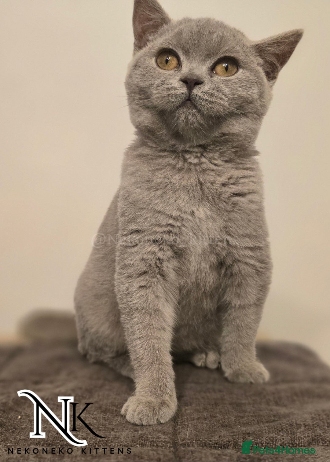 British Shorthair cats for sale: GORGEOUS GCCF REG TEDDYS 🐻🧸 READY TO LEAVE ❗️❗️ - Image 36