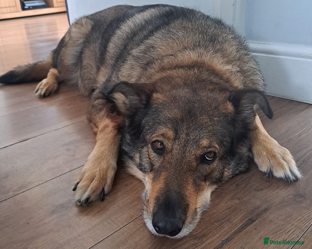 Shepsky dogs for sale: Home Wanted for German Shepherd x Husky - Advert 2