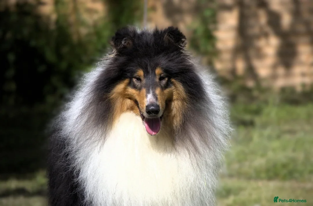 Rough Collie dogs for sale: Health Tested Blue Merle and Tri Rough Collies in Newport - Advert 2