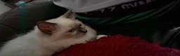 Ragdoll cats for sale: Beautiful male (pure) sealpoint ragdoll kitten  - Advert 5