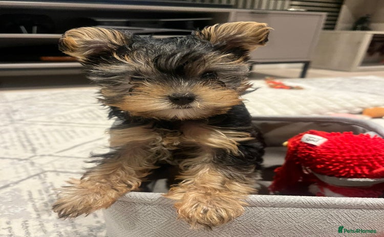 Yorkshire Terrier dogs - Advert 1