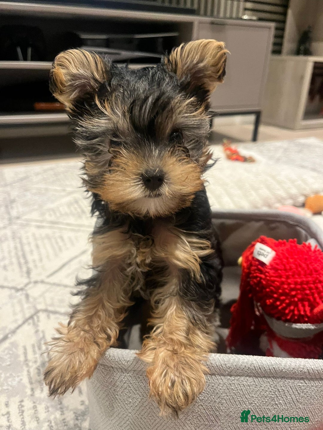 Yorkshire Terrier dogs for sale: Adorable Yorkshire Terrier Puppy for Sale - Image 1