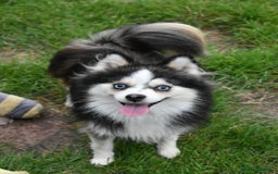 Pomsky dogs for sale: Genuine Toy Size Pomskies - Image 29