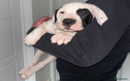 Mastiff dogs for sale: Mastiff hybrid  - Image 2