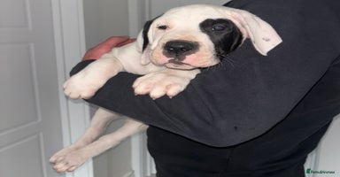 Mastiff dogs - Advert 1