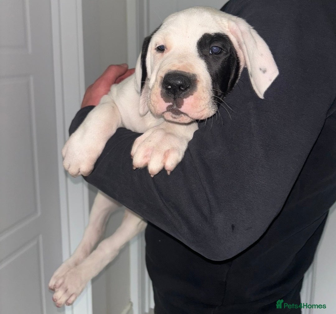 Mastiff dogs for sale: Mastiff hybrid  - Image 2
