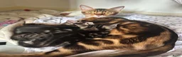 Bengal cats for sale: Half glitter marbled Bengal & tabby  in Gosport - Advert 8