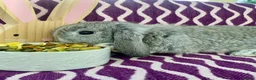 Mini Lop rabbits for sale: Pure bred mini lops - Advert 15