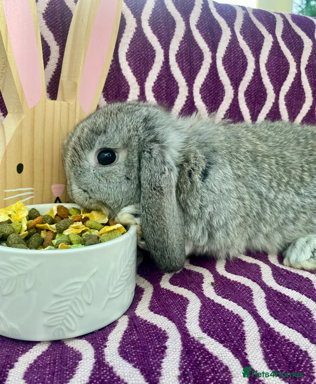 Mini Lop rabbits for sale: Pure bred mini lops - Advert 15