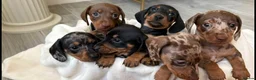 Miniature Dachshund dogs for stud: Chocolate/isabella miniature dachshund  - Advert 3