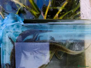 Axolotl reptiles Juvenile axolotl for sale 10 pounds each - Advert 12