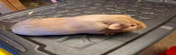 Guinea Pig rodents for sale: Male and female baby guinea pigs for sale - Advert 9