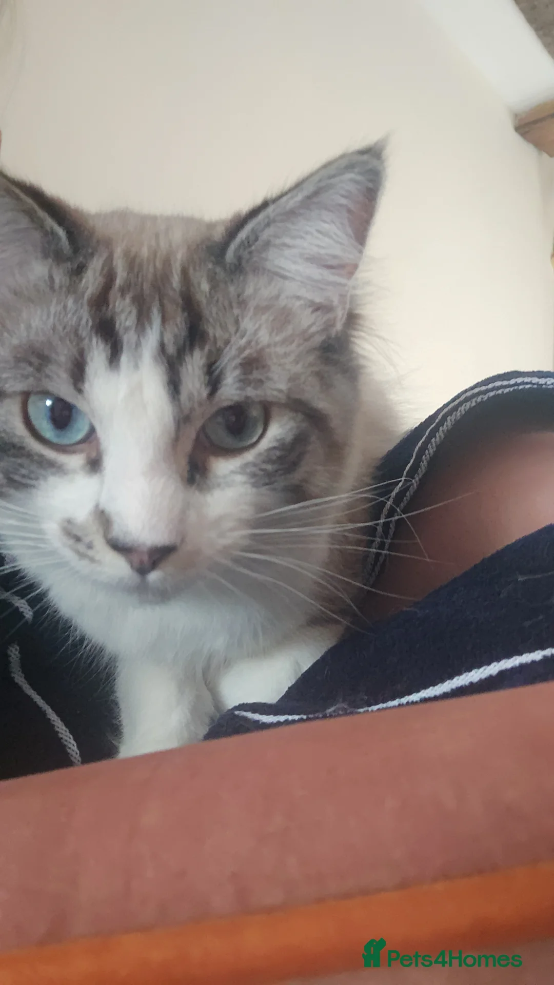 Ragdoll cats for sale: Stunning bonded Ragdoll Pair in Cranbrook - Advert 22