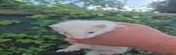Ferret rodents for sale: 💚 Adorable well handled baby ferrets available 💚 - Advert 11