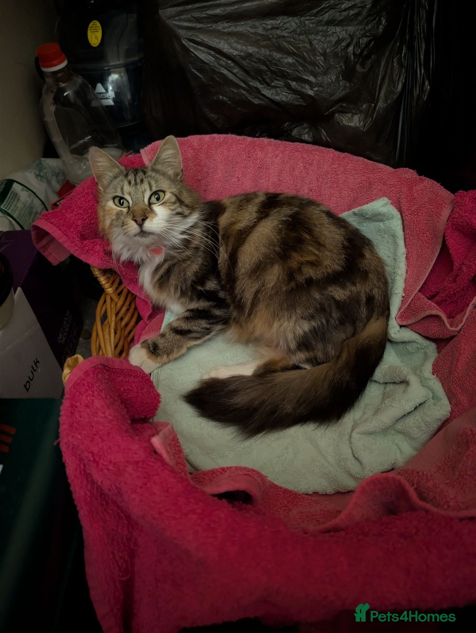 Mixed Breed cats Siberian X Bengal kittens for sale - Advert 5