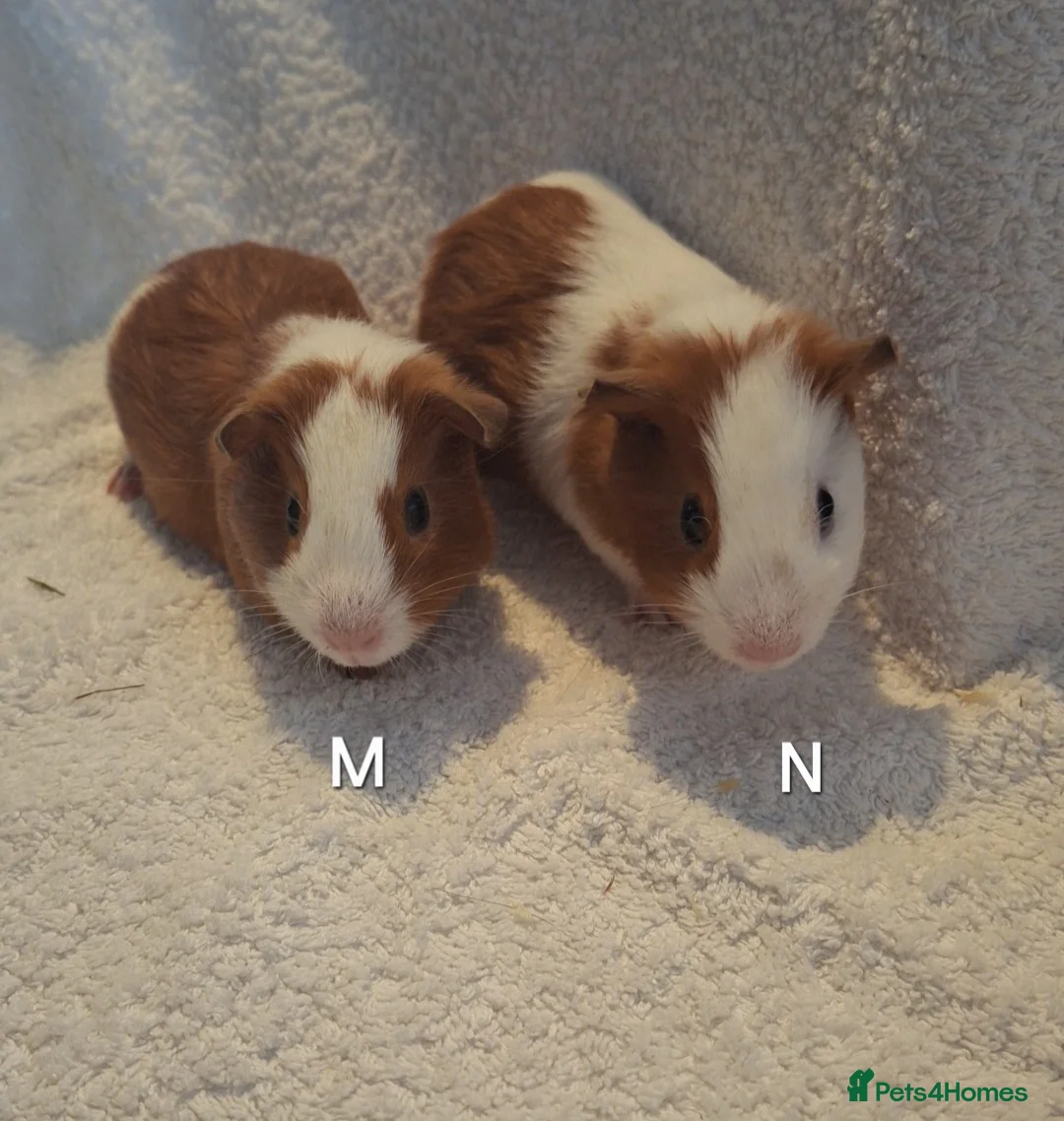 Guinea Pig rodents for sale: Beautiful Baby guineas ready now ♥️ - Advert 21
