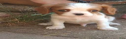 Cavalier King Charles Spaniel dogs for sale: KC Health tested Cavaliers  - Advert 9