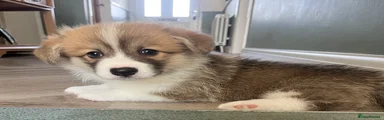 Welsh Corgi Pembroke 1