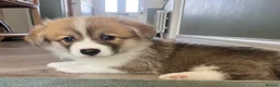 Welsh Corgi Pembroke dogs for sale: Welsh Pembroke Corgi - Advert 17