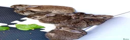 Belgian Hares rabbits for sale: Mixed Belgian hares - Advert 5