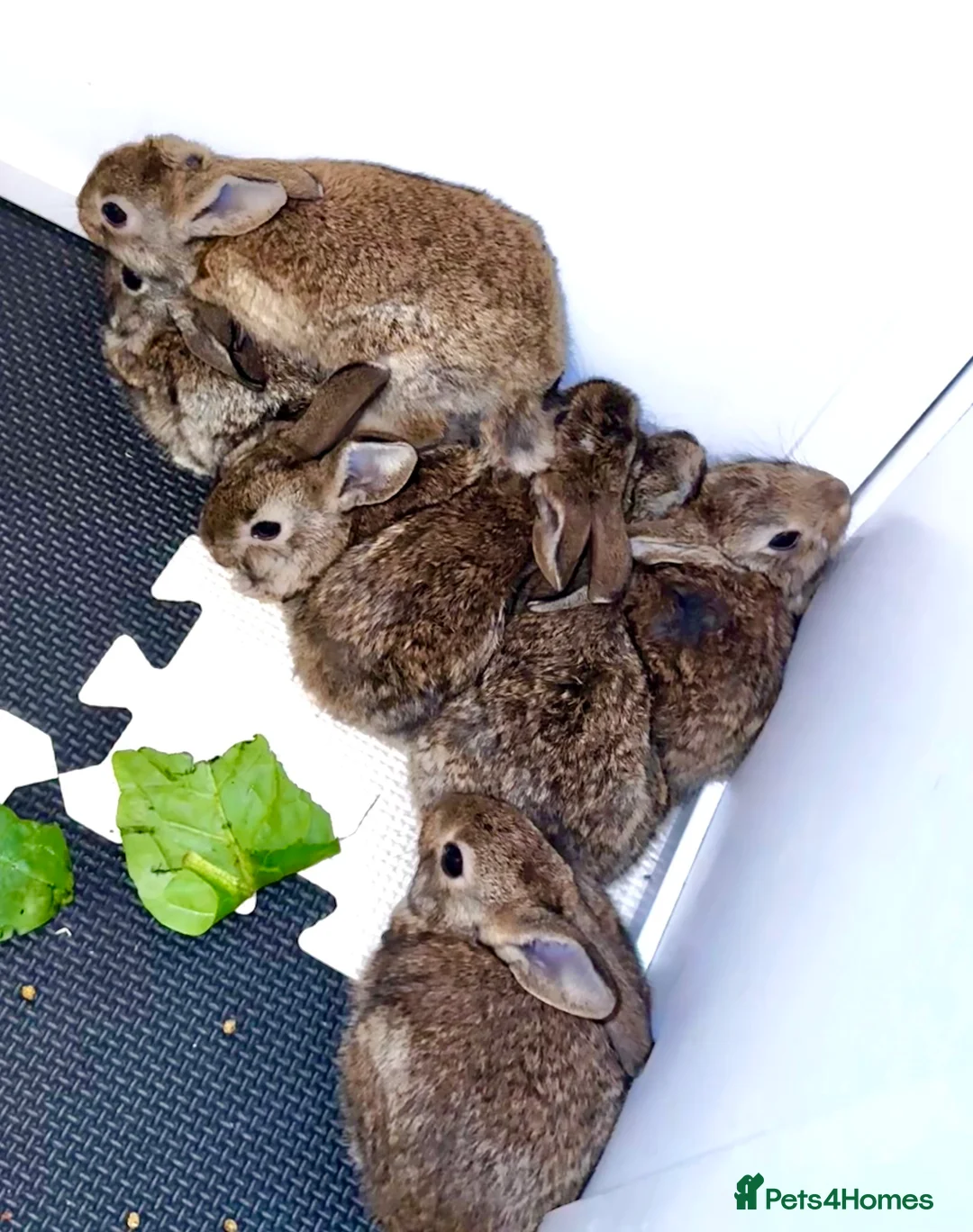 Belgian Hares rabbits for sale: Mixed Belgian hares - Advert 5