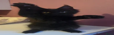 Black boy