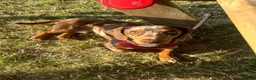 Miniature Dachshund dogs for stud: Dapple Miniature Dachshund for Stud - Advert 10