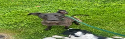 Mixed Breed dogs for sale: Darling looking for a new home  in Stoke-on-Trent - Advert 1