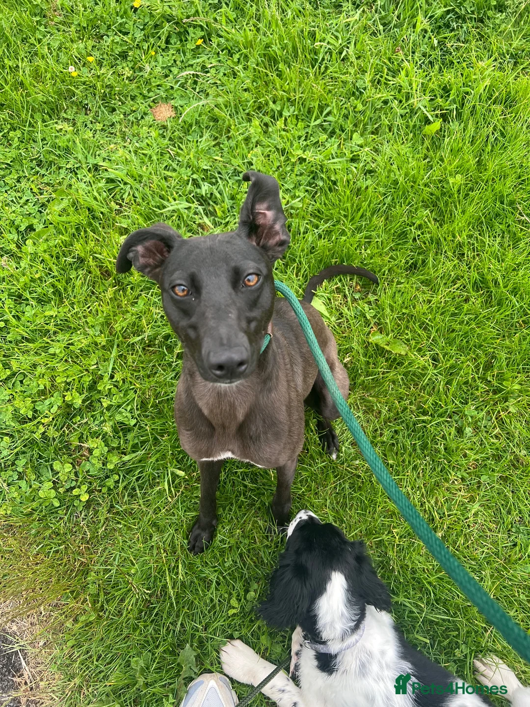 Mixed Breed dogs for sale: Darling looking for a new home  in Stoke-on-Trent - Advert 1