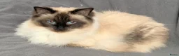Ragdoll cats for sale: 6th Generation* Purebreed Pedigree Ragdoll Kittens - Advert 32
