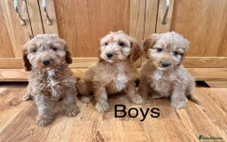 Cockapoo dogs for sale: Cockapoo Puppies Ready Now Fully Vaccinated  - Advert 7