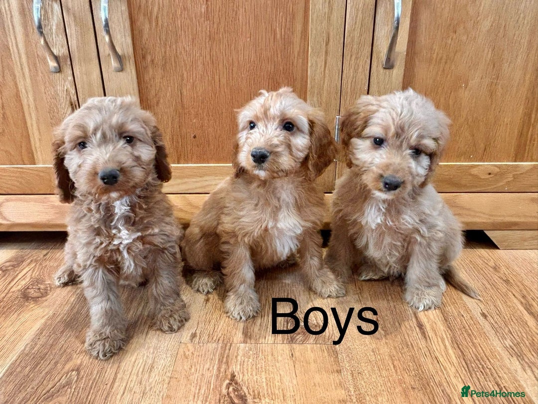 Cockapoo dogs for sale: Cockapoo Puppies Ready Now Fully Vaccinated  - Advert 7