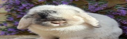 Mini Lop rabbits for sale: Magpie mini lop doe - Advert 3