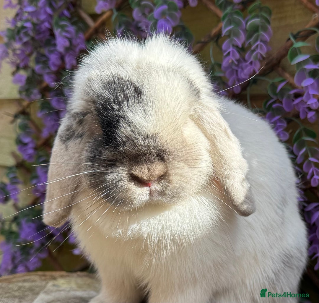 Mini Lop rabbits for sale: Magpie mini lop doe - Advert 3