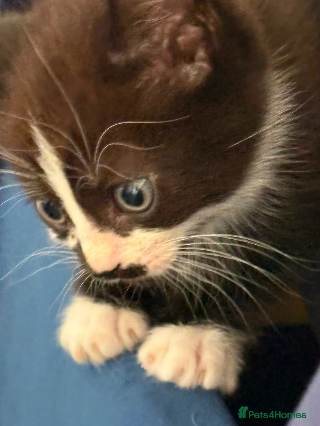 Mixed Breed cats for sale: Black and white male kittens  - Advert 2