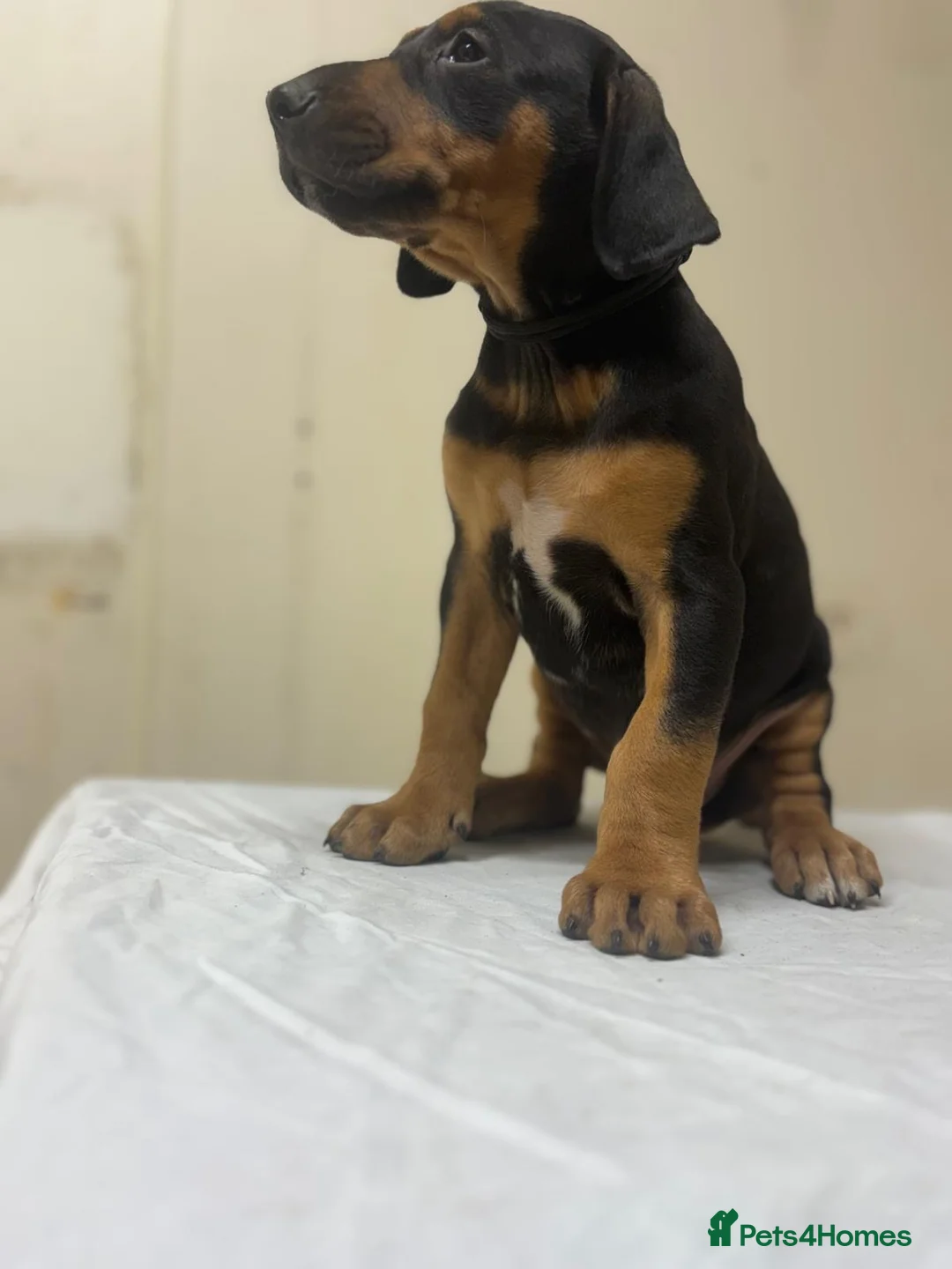 Mixed Breed dogs for sale: Lurcher x dobermen in Doncaster - Advert 3