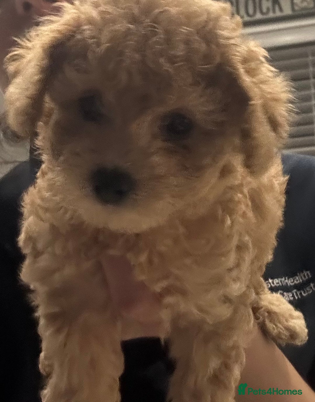 Toy Poodle dogs for sale: Stunning Toy Poodle Puppies - Advert 3