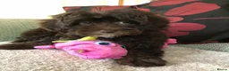 Shihpoo dogs for sale: shihpoo puppies for sale  - Advert 9