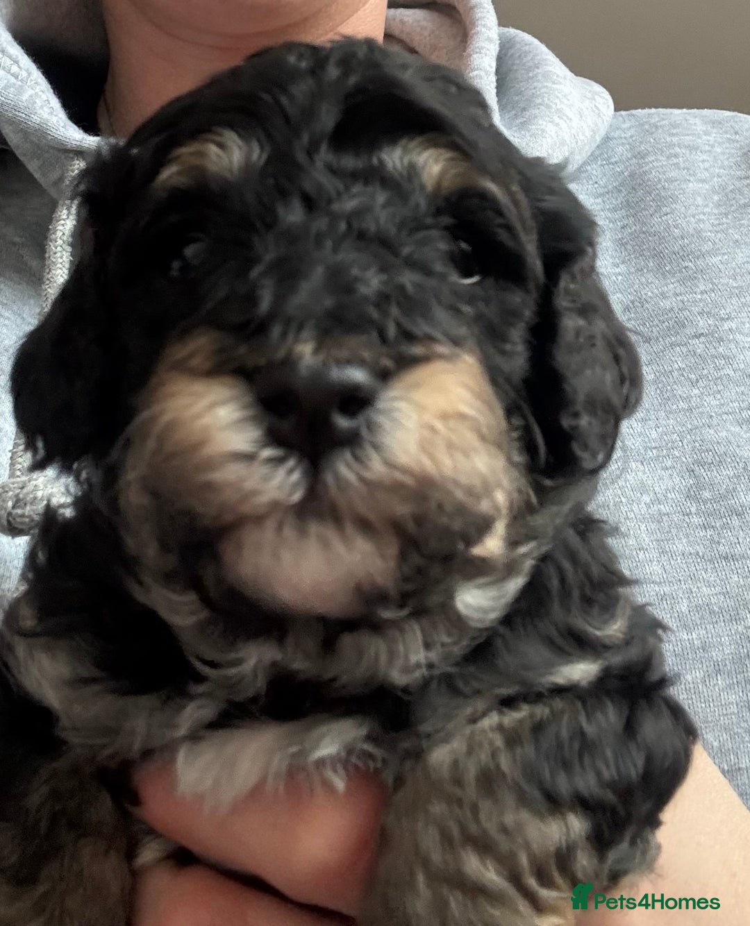 Poochon dogs for sale: Gorgeous Poochon puppies 2 girls 3 boys - Advert 10