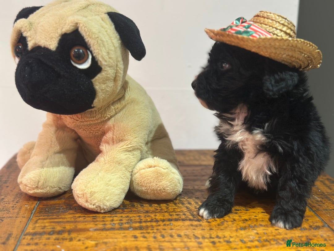 Bernedoodle dogs for sale: F1 BERNADOODLE BOYS AND GIRLS - Advert 19