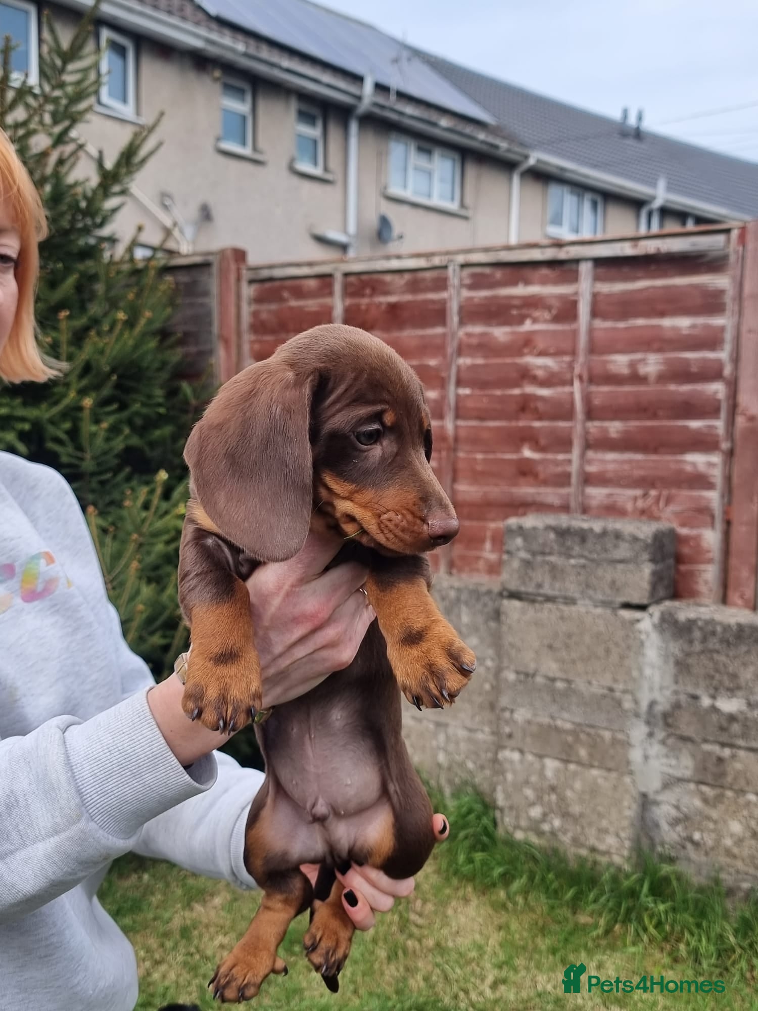 Dachshund dogs Standard dachshund  - Advert 4