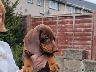 Dachshund dogs Standard dachshund - Advert 3