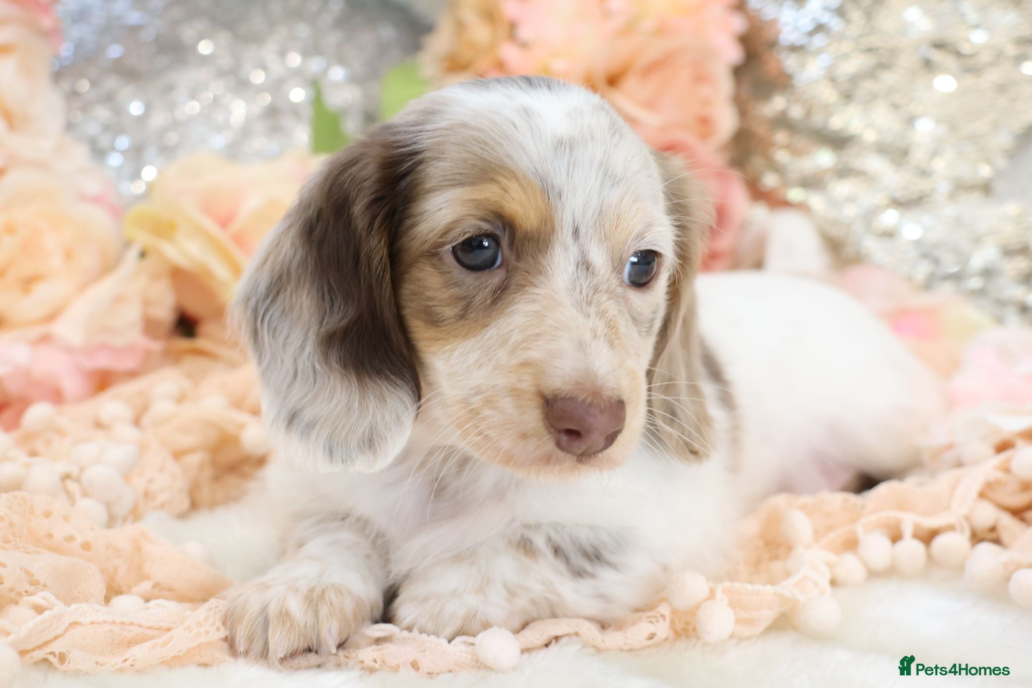 Miniature Dachshund dogs KC Longhair Miniature Dachshund Puppies - Advert 10