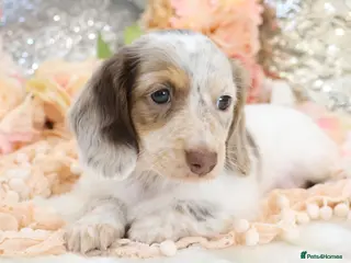 Miniature Dachshund dogs KC Longhair Miniature Dachshund Puppies - Advert 1